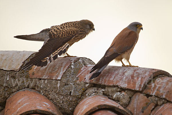 Rötelfalke (Falco naumanni)