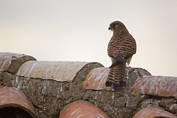 Rötelfalke (Falco naumanni)