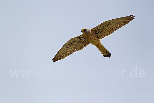 Rötelfalke (Falco naumanni)