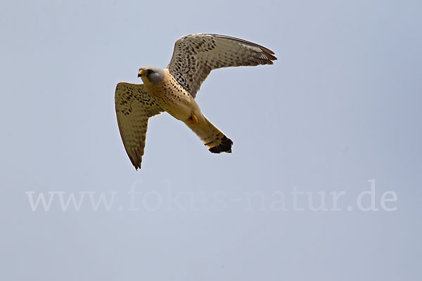 Rötelfalke (Falco naumanni)