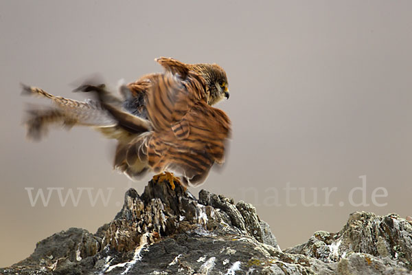 Rötelfalke (Falco naumanni)