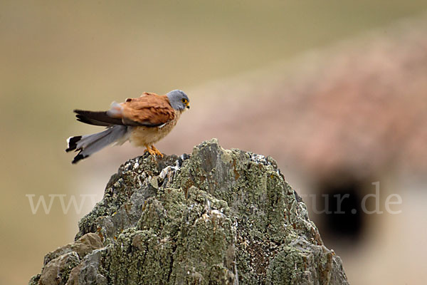 Rötelfalke (Falco naumanni)