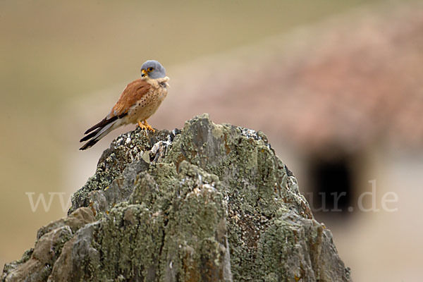 Rötelfalke (Falco naumanni)