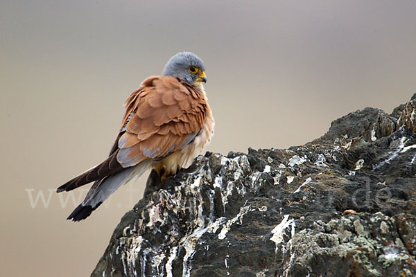 Rötelfalke (Falco naumanni)