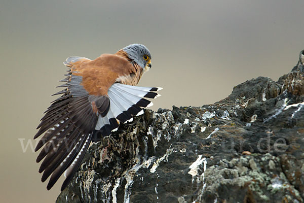 Rötelfalke (Falco naumanni)