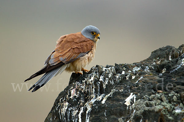 Rötelfalke (Falco naumanni)