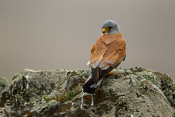 Rötelfalke (Falco naumanni)