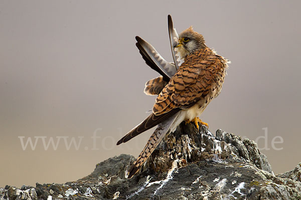 Rötelfalke (Falco naumanni)