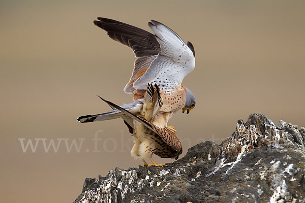 Rötelfalke (Falco naumanni)