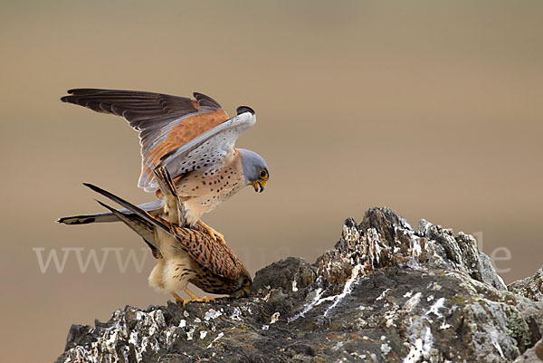 Rötelfalke (Falco naumanni)