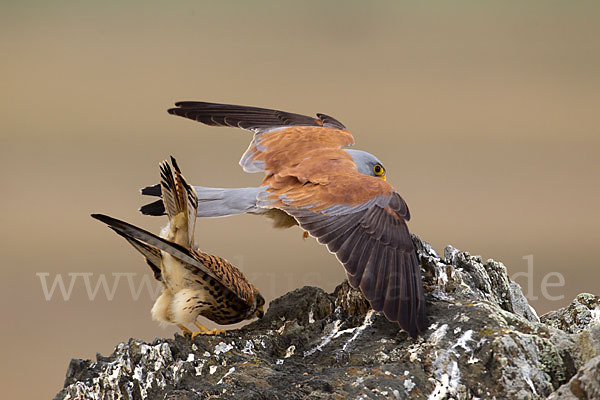 Rötelfalke (Falco naumanni)