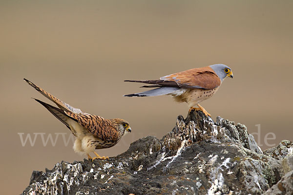 Rötelfalke (Falco naumanni)