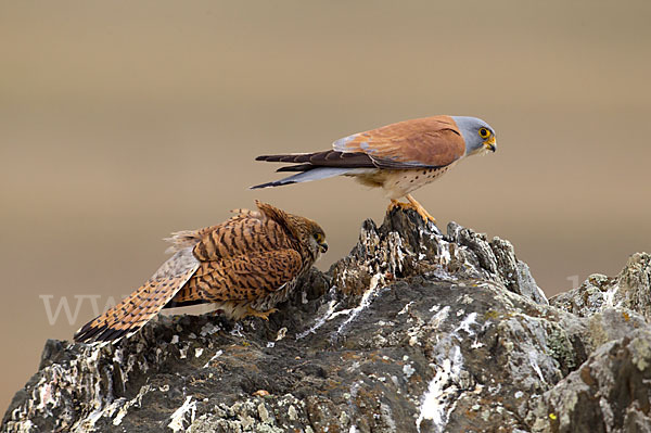 Rötelfalke (Falco naumanni)