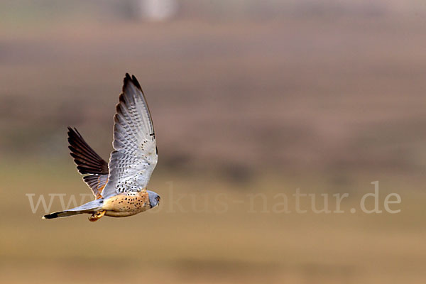 Rötelfalke (Falco naumanni)