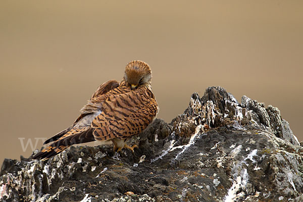 Rötelfalke (Falco naumanni)