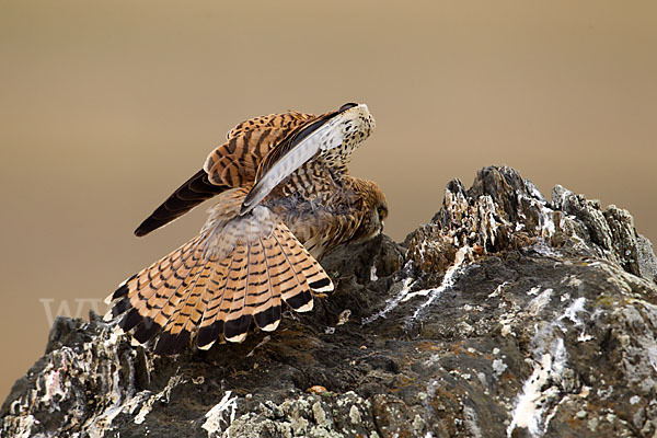 Rötelfalke (Falco naumanni)