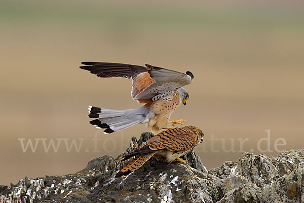 Rötelfalke (Falco naumanni)