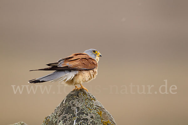 Rötelfalke (Falco naumanni)