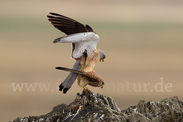 Rötelfalke (Falco naumanni)