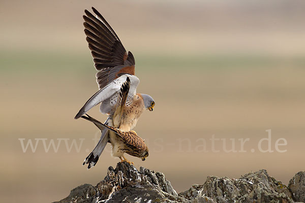 Rötelfalke (Falco naumanni)