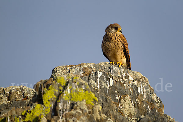 Rötelfalke (Falco naumanni)