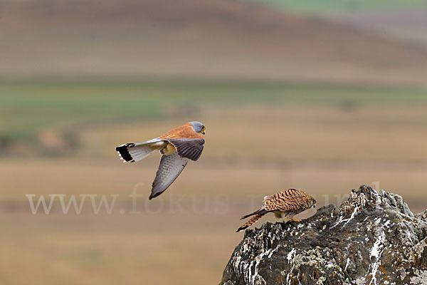 Rötelfalke (Falco naumanni)