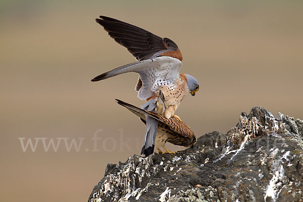 Rötelfalke (Falco naumanni)