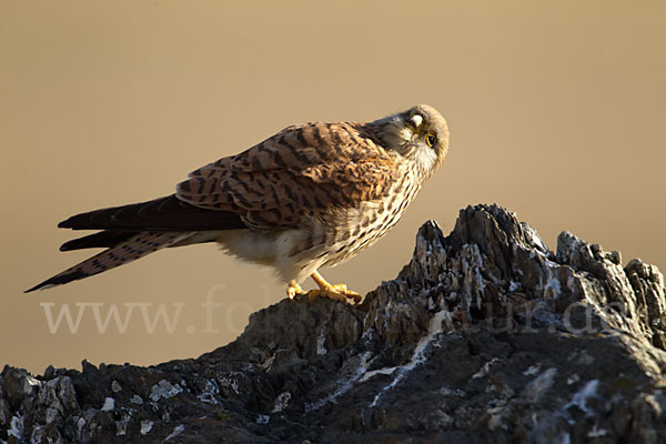 Rötelfalke (Falco naumanni)