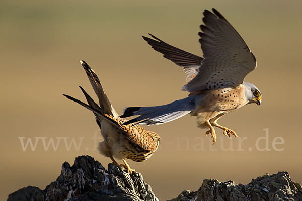 Rötelfalke (Falco naumanni)