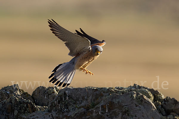 Rötelfalke (Falco naumanni)