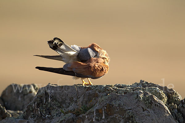 Rötelfalke (Falco naumanni)