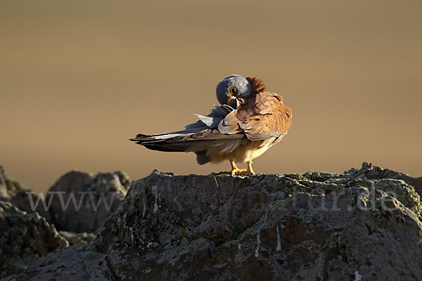 Rötelfalke (Falco naumanni)