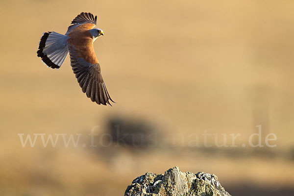 Rötelfalke (Falco naumanni)