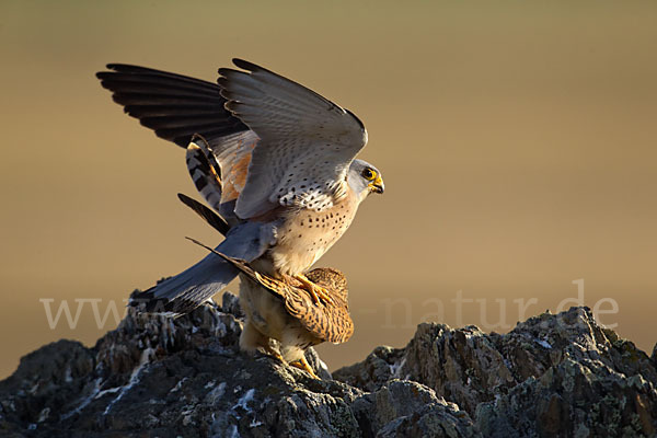 Rötelfalke (Falco naumanni)