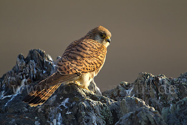 Rötelfalke (Falco naumanni)