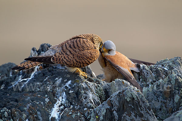 Rötelfalke (Falco naumanni)