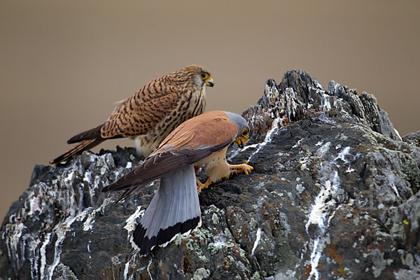 Rötelfalke (Falco naumanni)