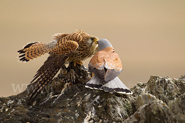 Rötelfalke (Falco naumanni)