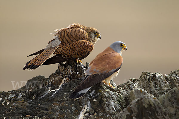 Rötelfalke (Falco naumanni)