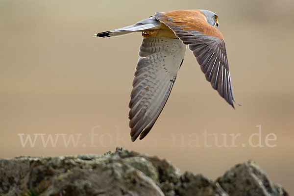 Rötelfalke (Falco naumanni)