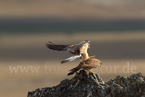 Rötelfalke (Falco naumanni)