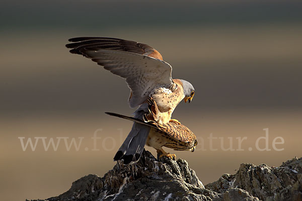 Rötelfalke (Falco naumanni)