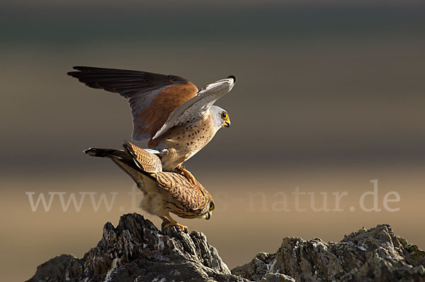 Rötelfalke (Falco naumanni)