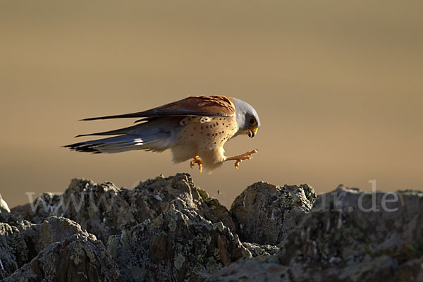 Rötelfalke (Falco naumanni)