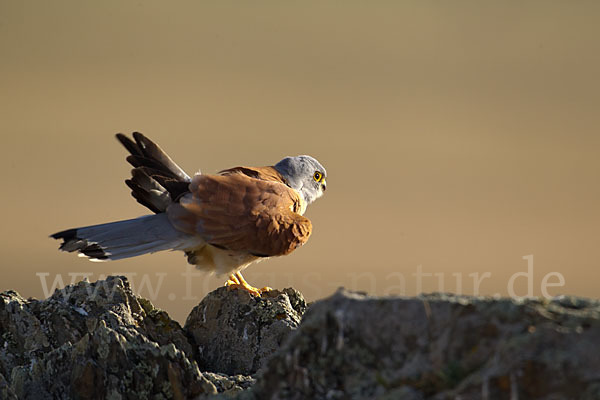 Rötelfalke (Falco naumanni)