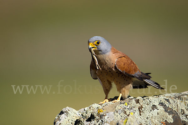 Rötelfalke (Falco naumanni)