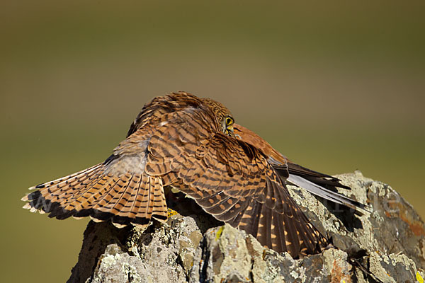 Rötelfalke (Falco naumanni)