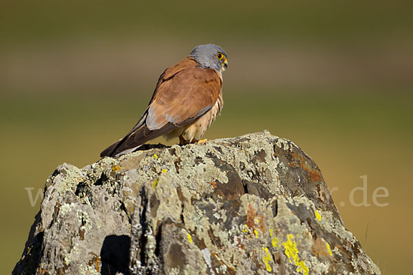 Rötelfalke (Falco naumanni)