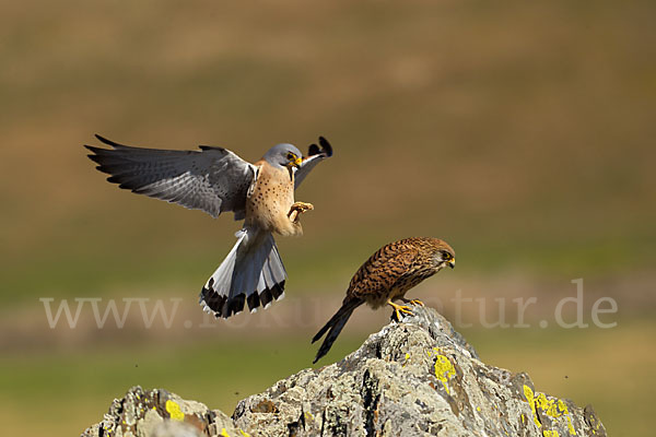 Rötelfalke (Falco naumanni)