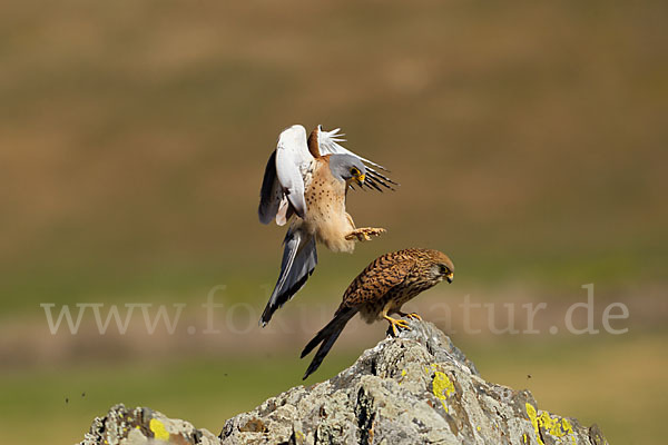 Rötelfalke (Falco naumanni)